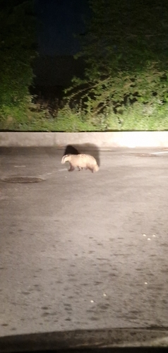 European Badger