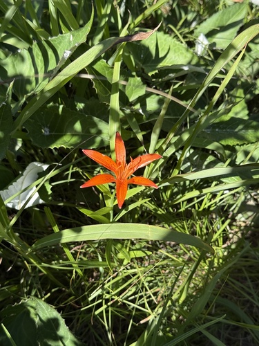 Lilium concolor, photograph 1