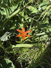 Lilium concolor, photograph (c) Jane Charlen, some rights reserved (CC BY)