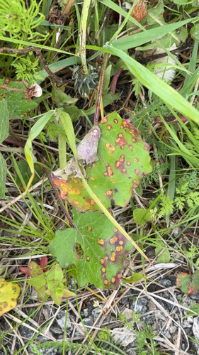Coltsfoot Gall Rust
