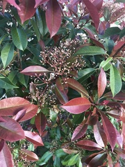 Photinia × fraseri