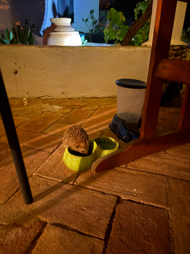 Common Hedgehog