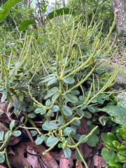(c) Jaw-Jian La, some rights reserved (CC BY) Peperomia japonica, photograph (c) Jaw-Jian La, some rights reserved (CC BY)
