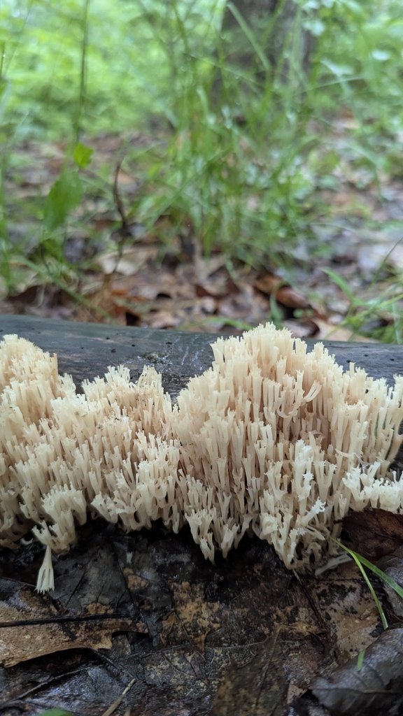 crown-tipped coral fungus · June 2026 · photo: Photo: no rights reserved · iNaturalist