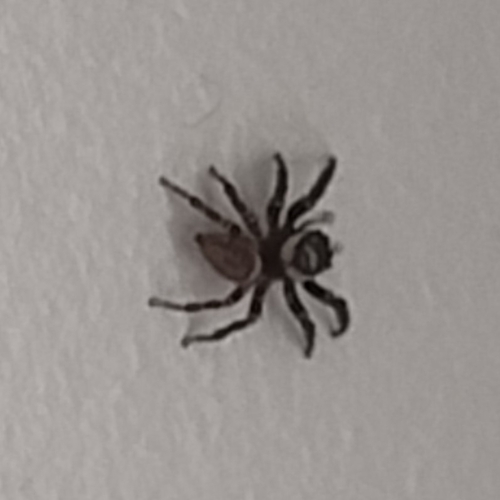 Mediterranean white-banded spider
