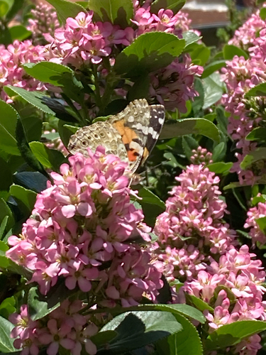 Painted Lady