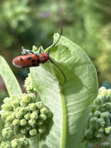 Red Milkweed Beetle