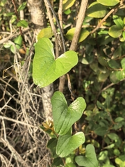 author not stated, no rights reserved Dioscorea sylvatica, photograph author not stated, no rights reserved