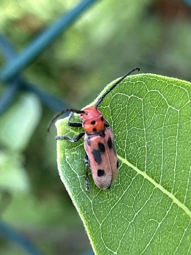 Red Milkweed Beetle