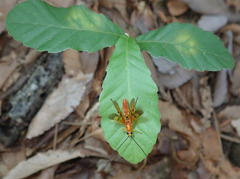 Euurobracon breviterebrae