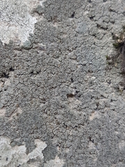 Caloplaca sideritis