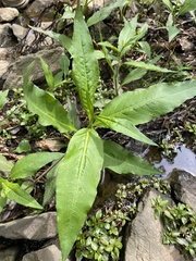 Persicaria glabra