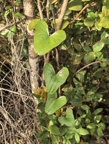 Dioscorea sylvatica, photograph 3