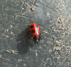 Pelonides quadripunctata