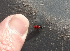 Pelonides quadripunctata