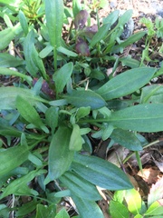 Hesperis matronalis