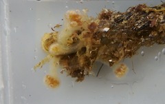 Aplousobranchia