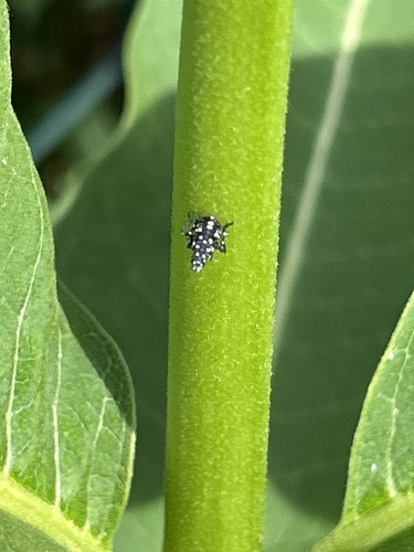 Spotted Lanternfly