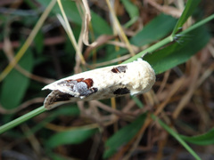 Phalera flavescens