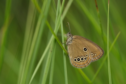 False Ringlet
