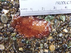 Kaburakia excelsa