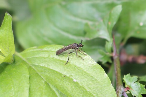 Stripe-legged Robber Fly