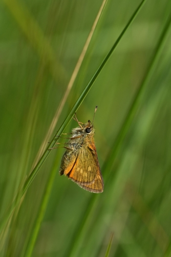 Large Skipper
