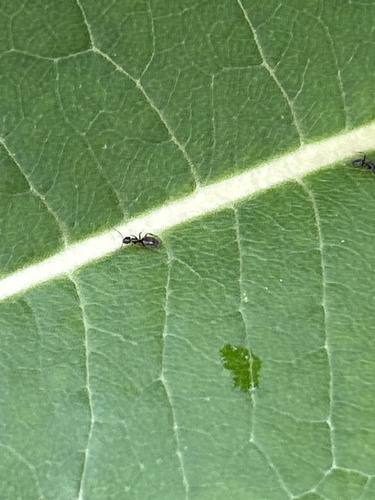 Odorous House Ant