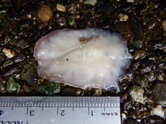 Kaburakia excelsa