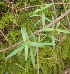 Moehringia macrophylla
