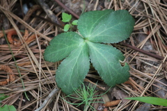 Sanicula smallii