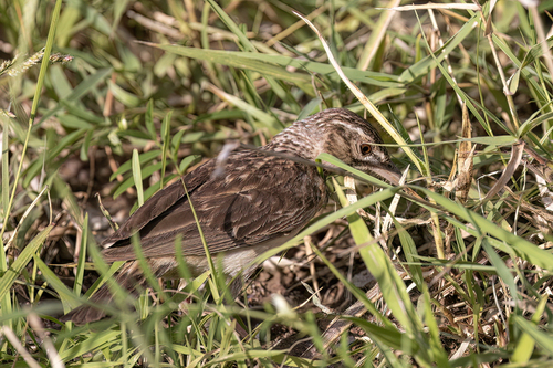 iNaturalist image