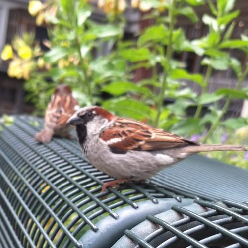 House Sparrow