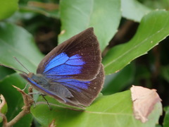 Arhopala japonica