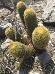 Coryphantha erecta