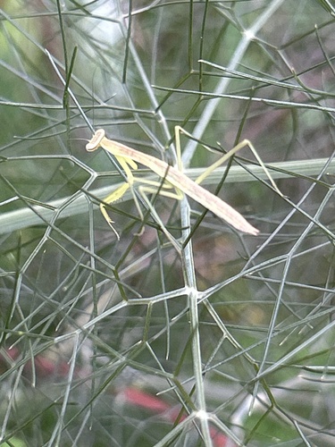Chinese Mantis