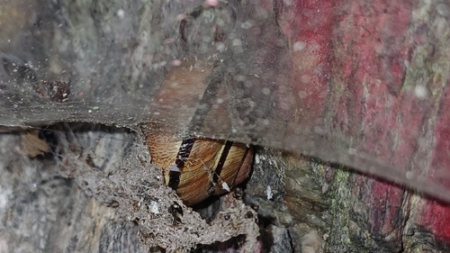 Brown-lipped Snail