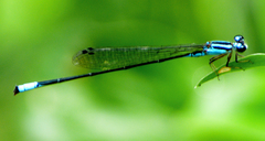 Acanthagrion trilobatum