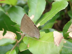 Arhopala japonica
