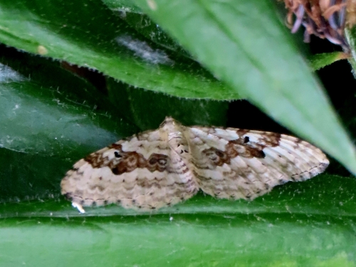 Silver-ground Carpet