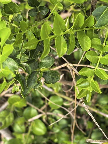 Clausena anisata, photograph 3