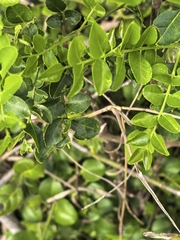 author not stated, no rights reserved Clausena anisata, photograph author not stated, no rights reserved