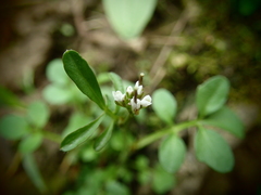 Cardamineae