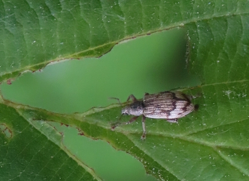 Polydrusus tereticollis