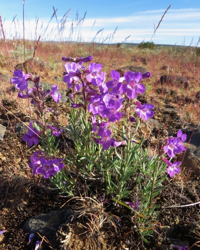 Penstemon gairdneri Hook.