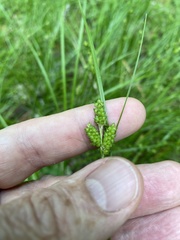Carex caroliniana
