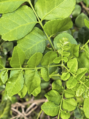Clausena anisata, photograph 4