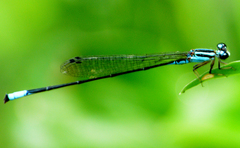 Acanthagrion trilobatum