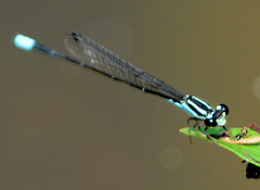 Acanthagrion trilobatum
