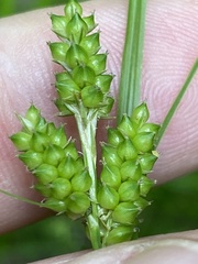Carex caroliniana